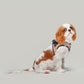 City Leash Set - Hamptons