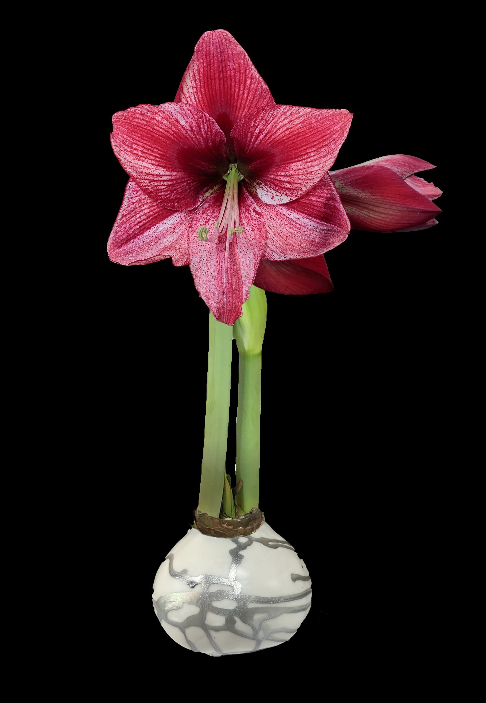 Revelation Flower White Wax Silver Lacquer Splatter Base 36+