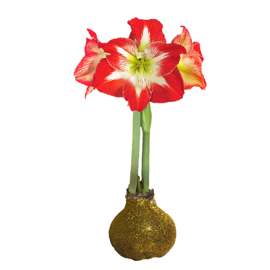 Minerva Gold Glitter Base 36+ Case of 18