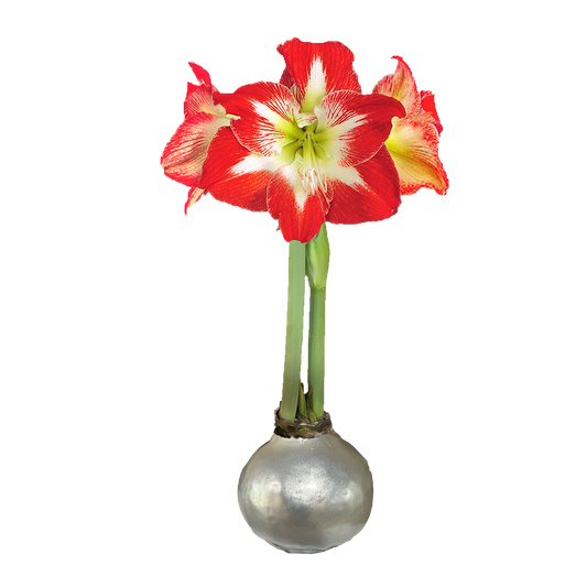 Minerva Silver Lacquer Base 36+ Case of 18