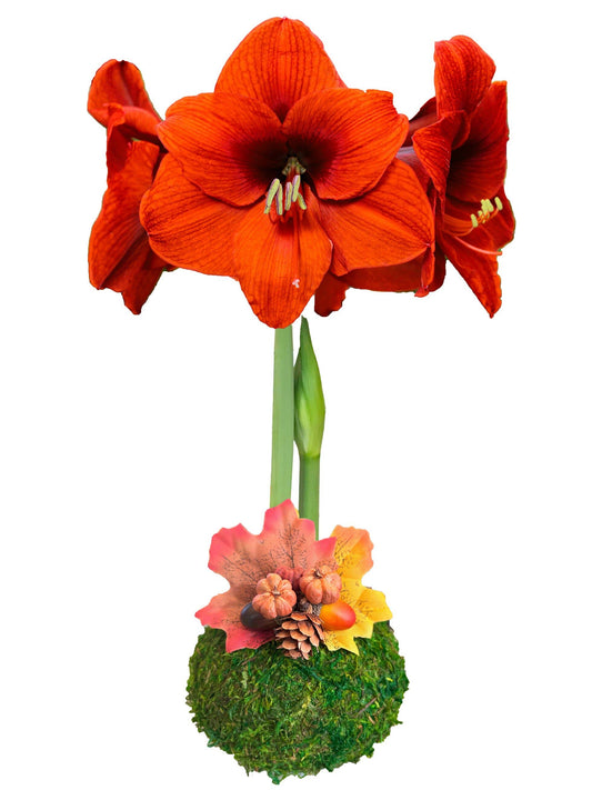 Orange/Red Flower Moss Base Autumnal 36+ 8 Bulbs/Case