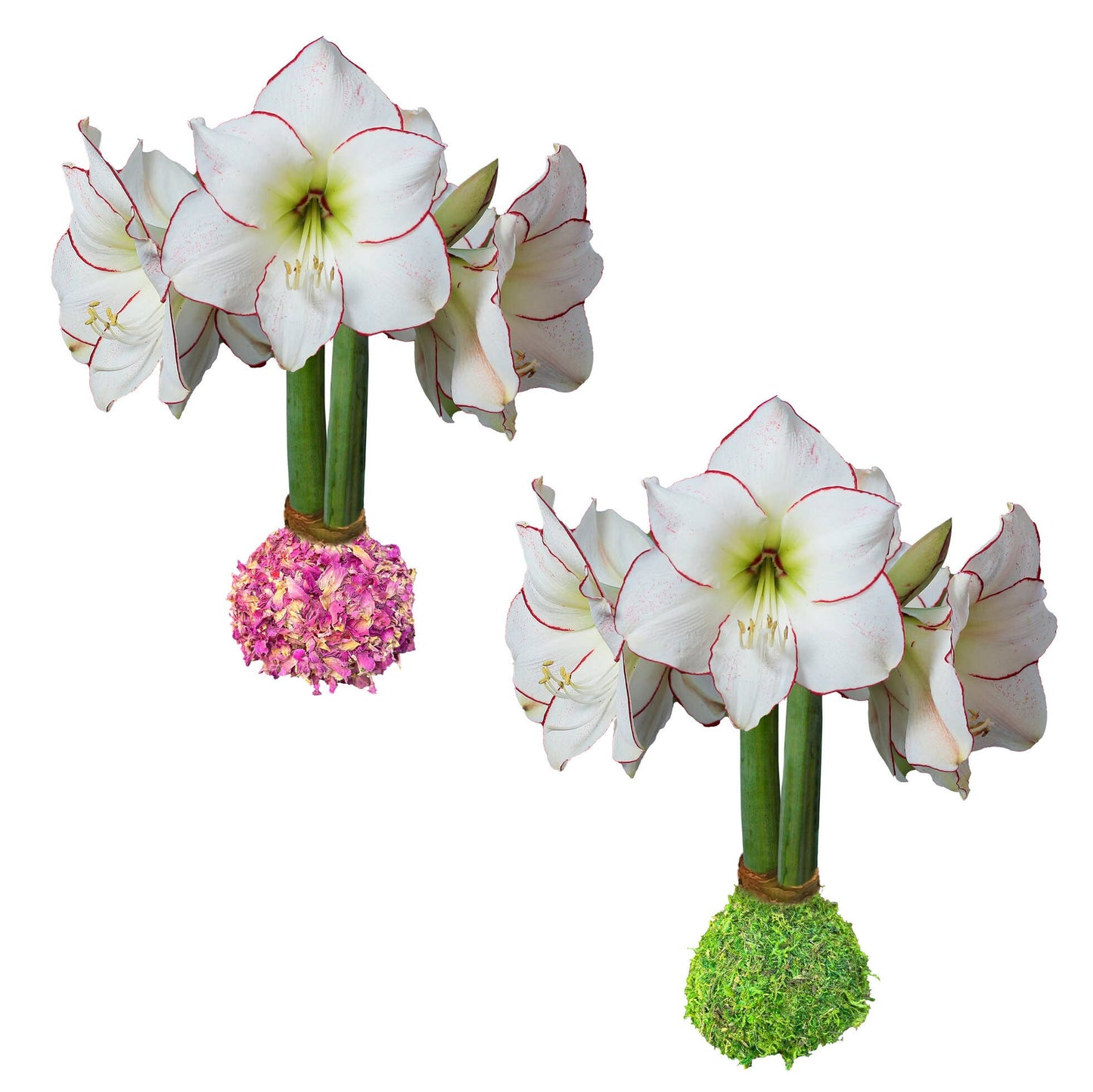 Picasso Botanical Mixed Crate 9 Moss & 9 Rose Petal Bulbs 32