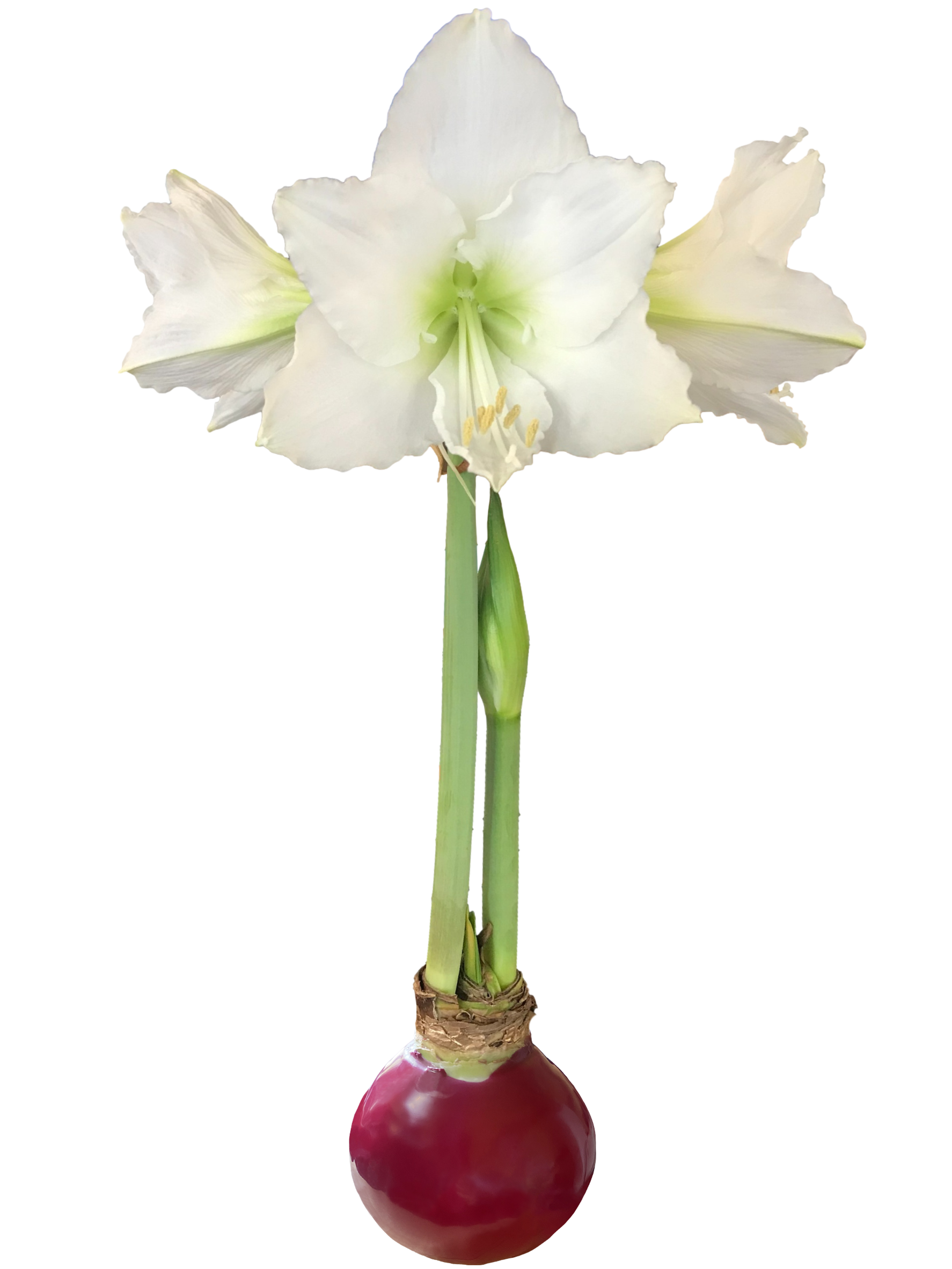 White Flower Burgundy Wax Base 36+ 18 Bulbs/Case