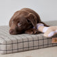 Ashi Dog Toy Large - Lavender/Amber