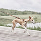 Robin Dog Leash - Choko
