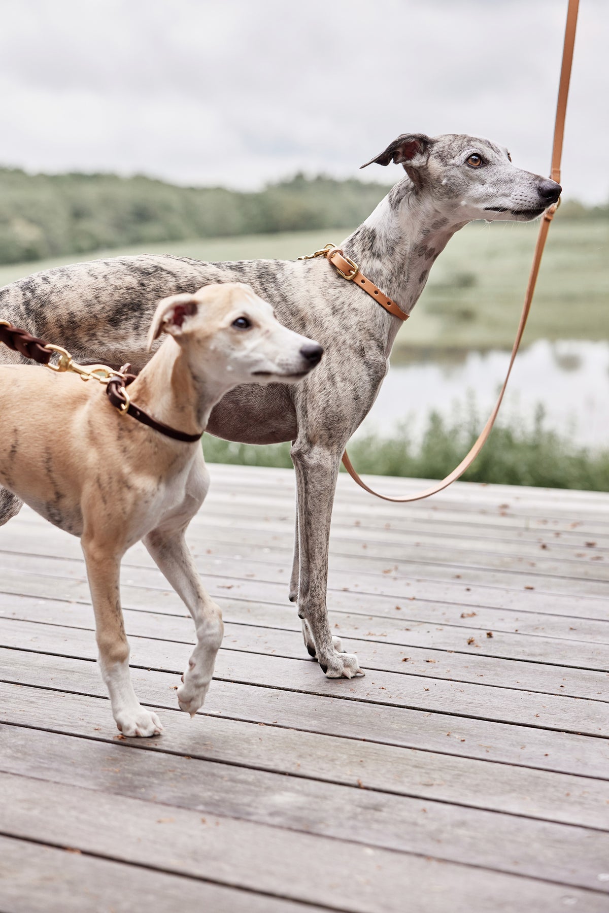Robin Dog Collar Medium - Natural