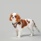 SoHo Dog Harness - Hamptons