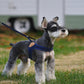 EASY HARNESS by Charlie's Backyard