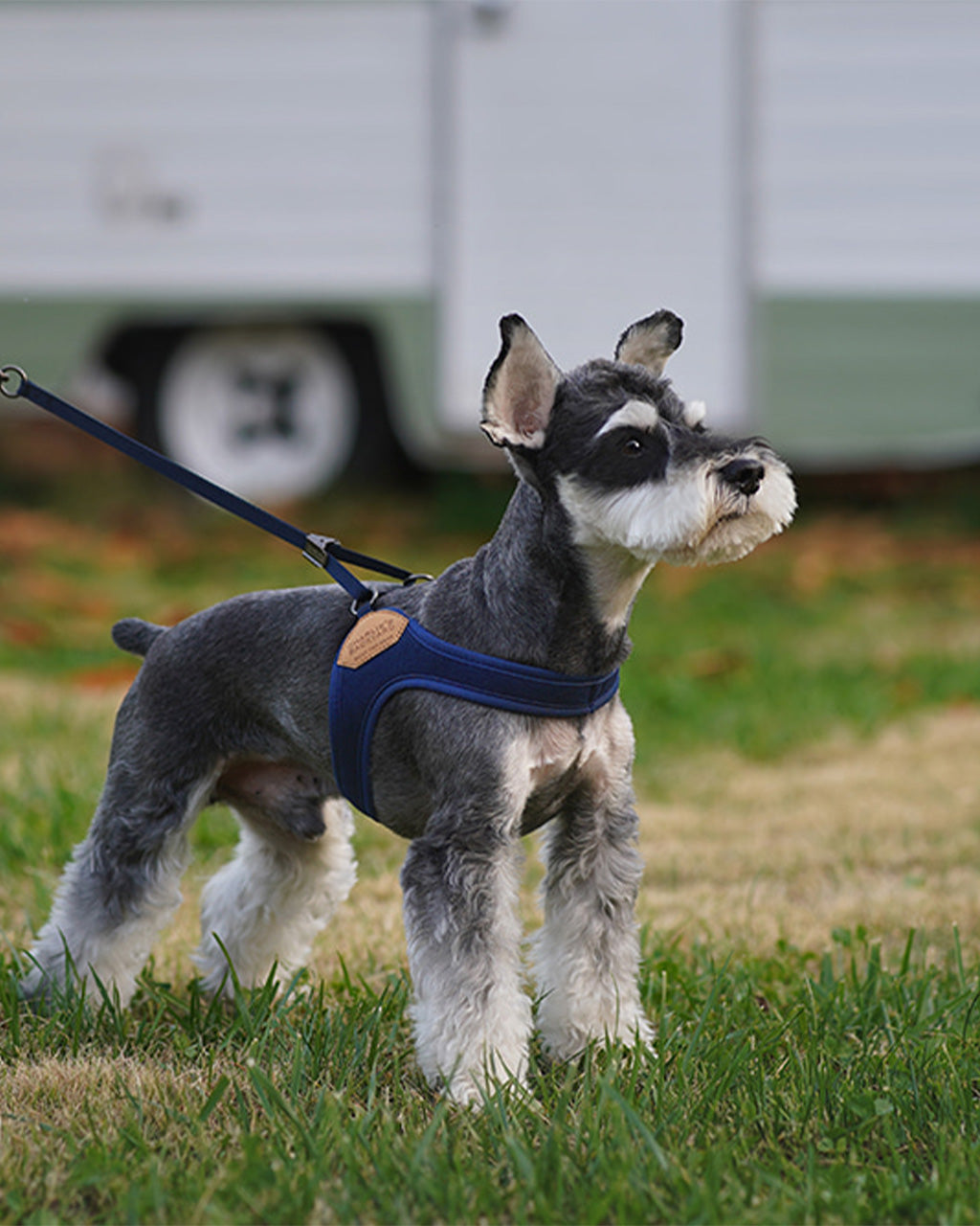 EASY HARNESS by Charlie's Backyard