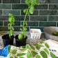 Basil Dish Towel