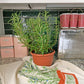 Rosemary Herb Dish Towel