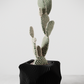 Xenova Planter